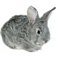 Chinchilla Rabbit