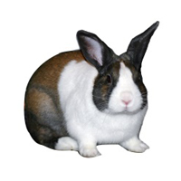 Dutch Rabbit