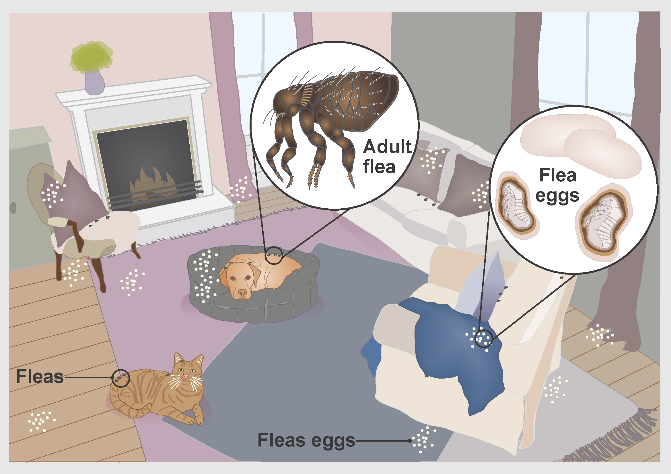 Illustration showing how fleas can live on pets and around the home