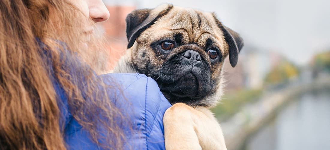 Pug looking over someone's shoulder