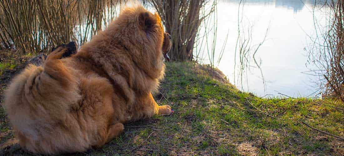 Chow Chow lay next to a lake in the woods