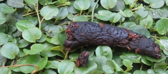 A black cat poo on green grass