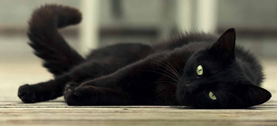 A black cat lying down