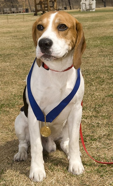 Frodo the dog with his PDSA Gold Medal