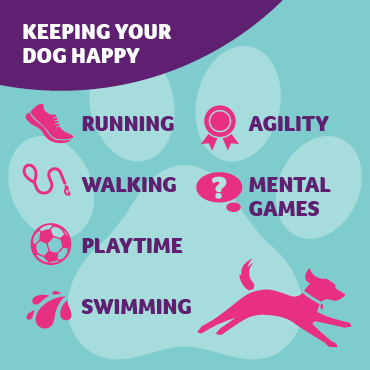 An infographic listing ways to keep your dog happy