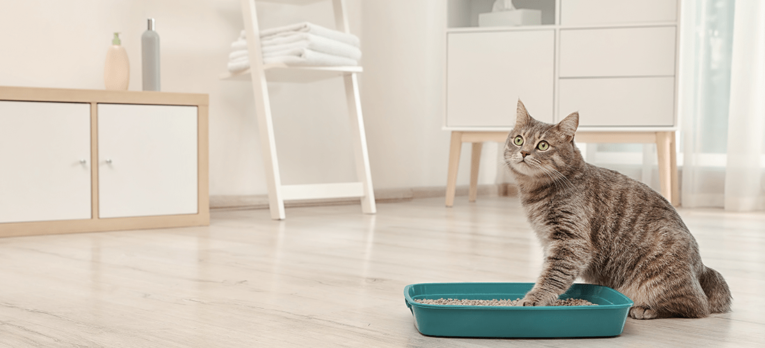 A photo of a cat sat up with a paw in a litterbox