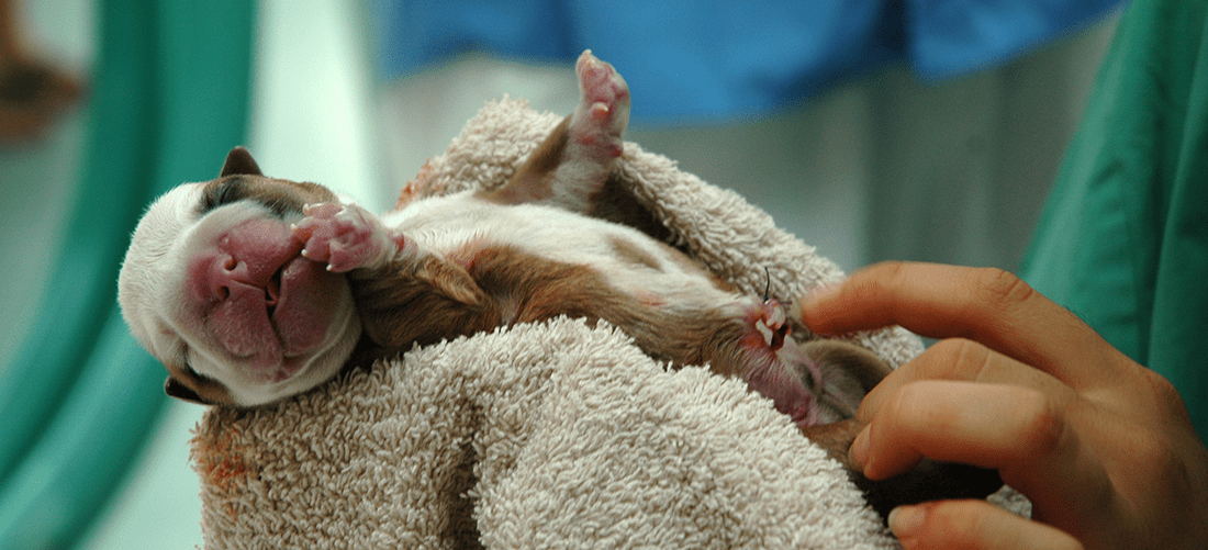 Newborn puppy in towel