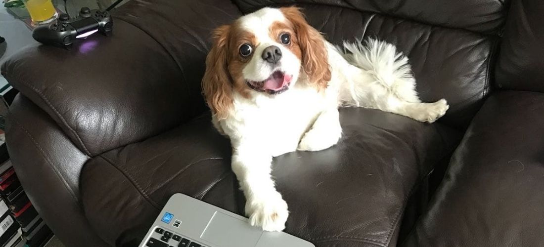 A photo of Alfie relaxing on a brown sofa with his paw on a laptop and a smile on his face