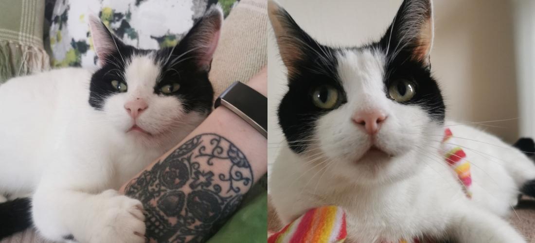 Jiggy the black and white cat with his owner