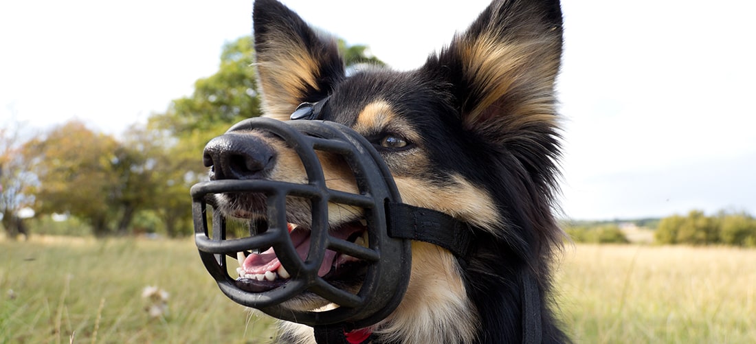 A photo of a dog wearing a muzzle