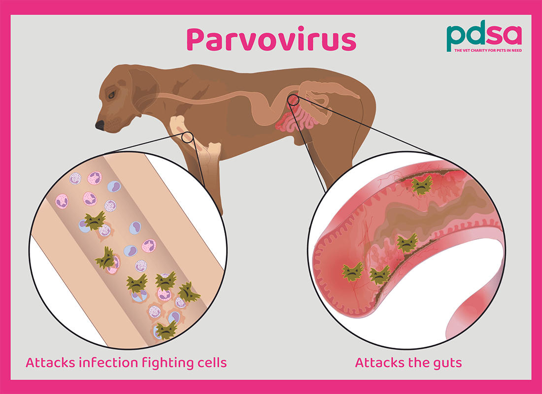 Illustration showing parvovirus in dogs
