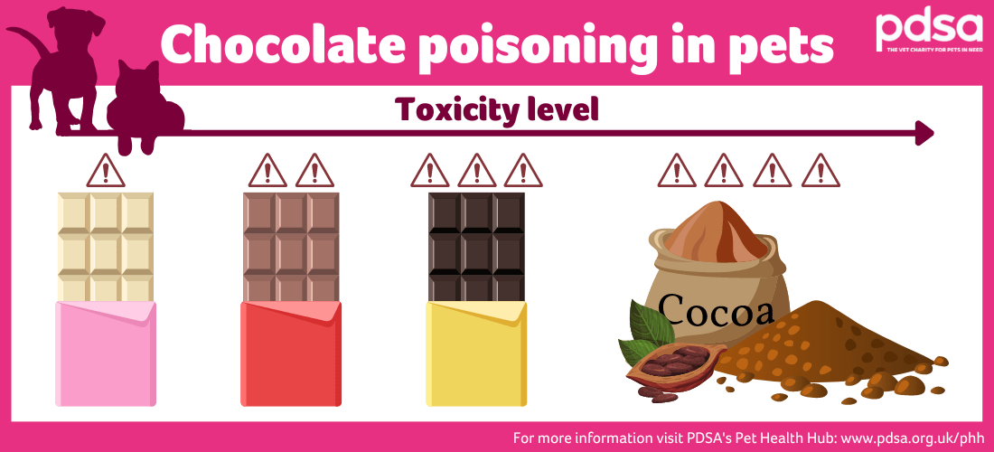 An infographic depicting the toxicity of different types of chocolate to pets