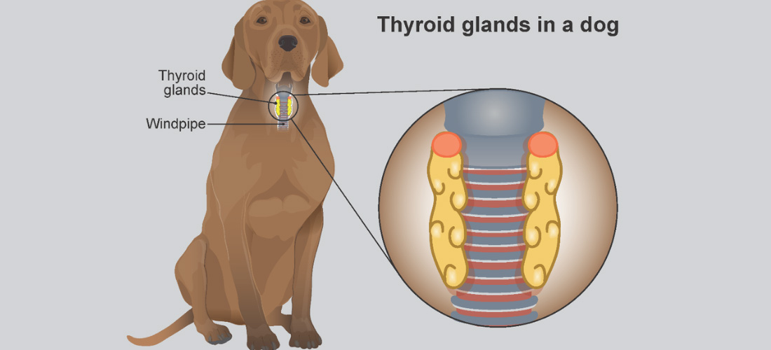 Close-up view of a brown dog's thyroid glands, illustrating their location in the neck with a label pointing to the windpipe