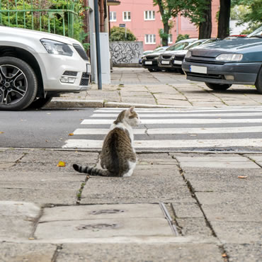 Tabby cat sitting by a zebra crossing on a busy road. 