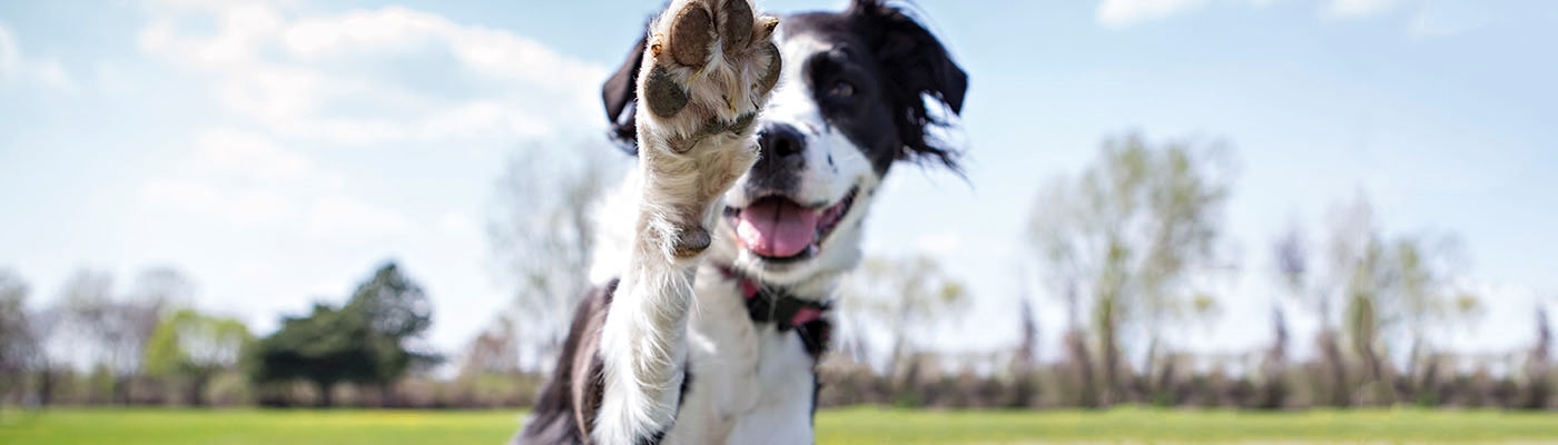 Photo of a collie giving it's paw