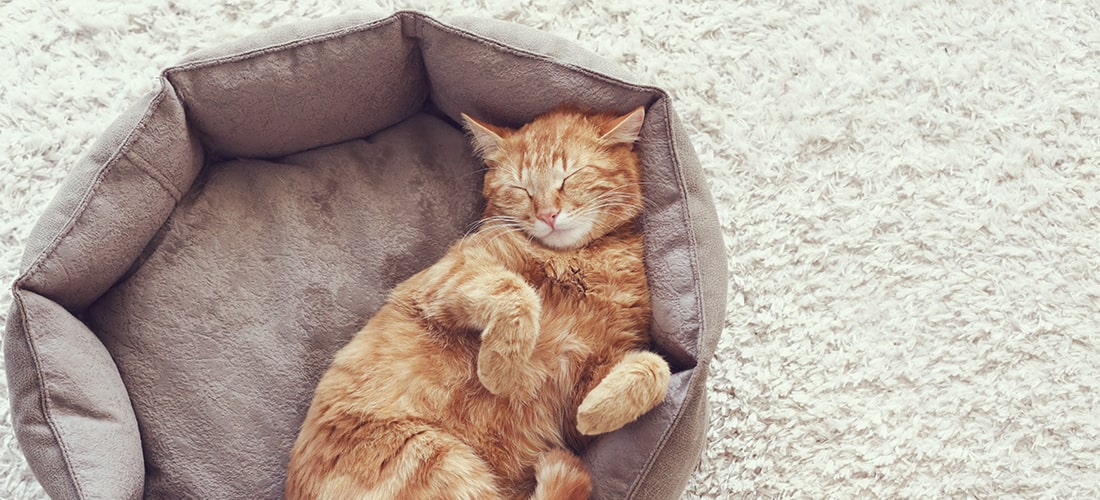 Ginger cat lying on its back with eyes closed in fresh cat bed