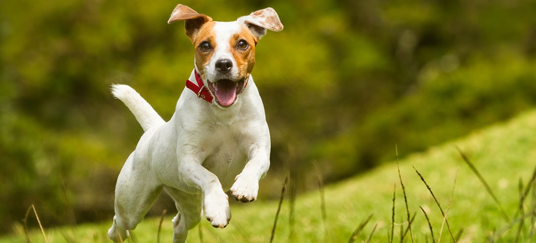 Jack russell terrier in red collar in mid-jump with its mouth open