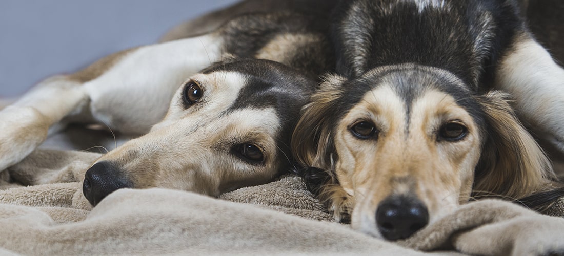 Two Saluki lying very close together in same bed