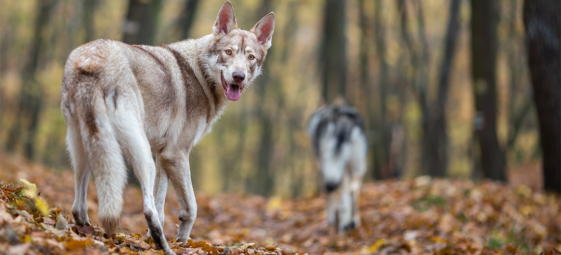 Photo of a Saarloos Wolfdog in a forest
