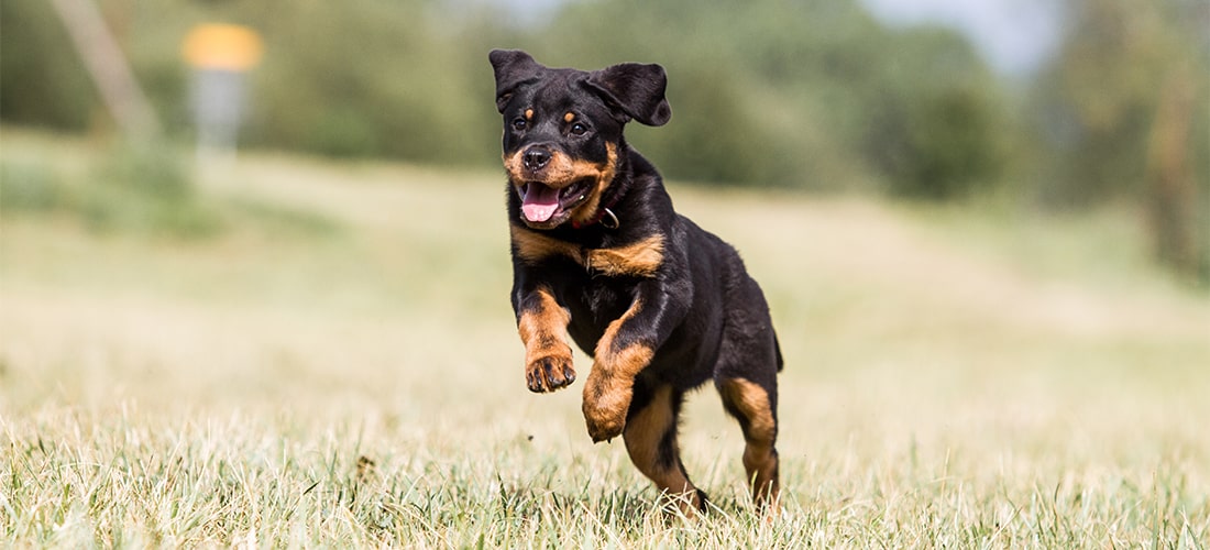 Rottweiler running and leaping outside on grass