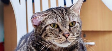 Photo of cat with swollen ear flap