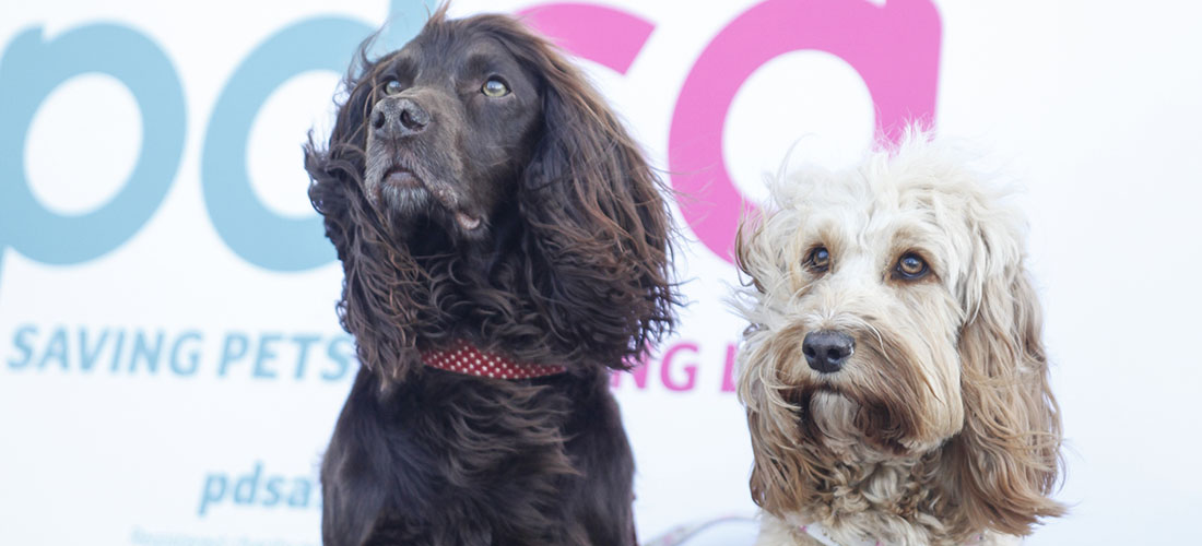 Two dogs in front of PDSA sign