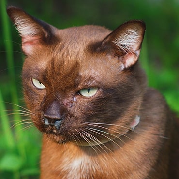 Photo of a cat with weeping eyes and runny nose