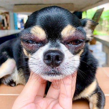 dog allergic reaction after bee sting