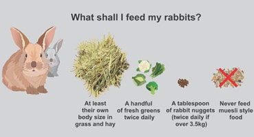 Infographic showing what to feed rabbits