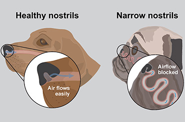 Illustration showing healthy dog nostrils vs narrow nostrils on BOAS dog
