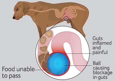 Illustration to show a ball blocking a dog's gut