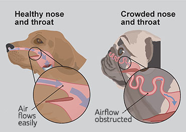 Illustration showing healthy dog vs crowded nose and throat on BOAS dog