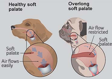 Illustration showing healthy dog vs overlong soft palate on BOAS dog