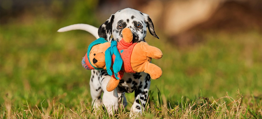 Dalmatian puppy with teddy bear