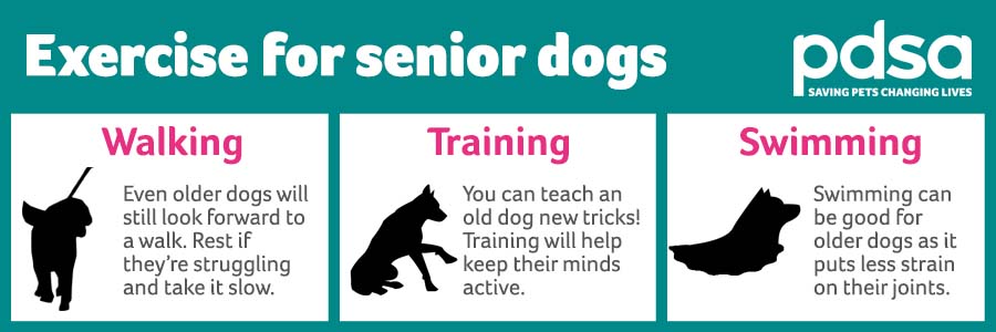 Infographic shows older dogs can benefit from gentle walks, training to keep their brain active and swimming for their joints