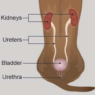 Illustration showing a dog's urinary tract