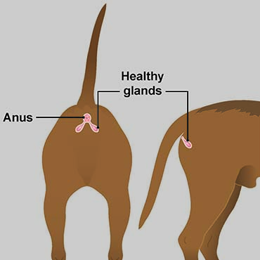 Illustration showing healthy anal glands in dog