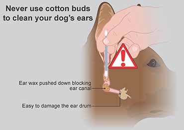 Illustration showing how cotton wool buds can make ear problems worse in dogs