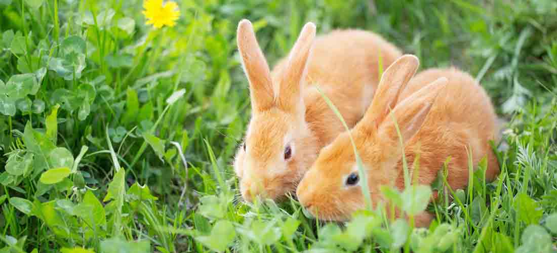 Two ginger rabbits on grass