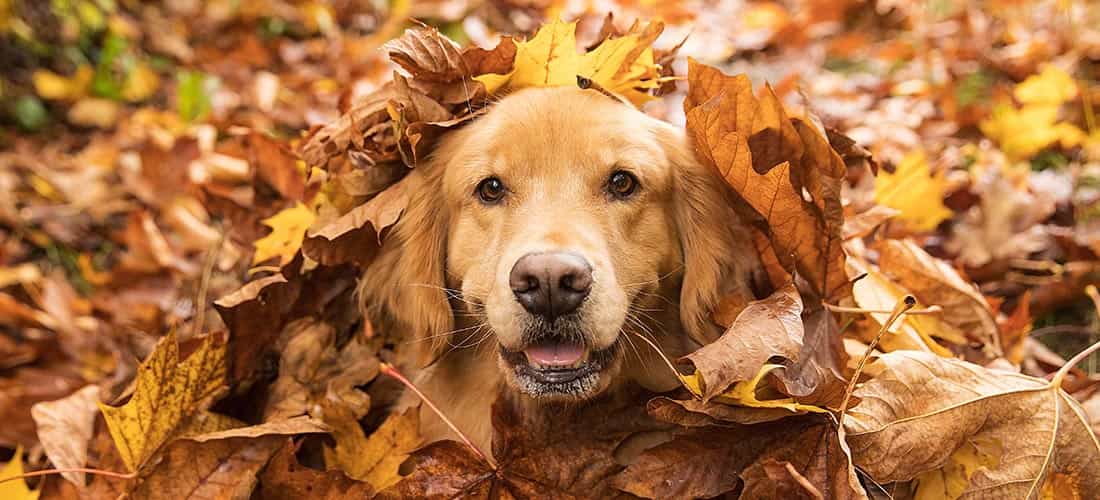 Labrador dog in pile of leaves 