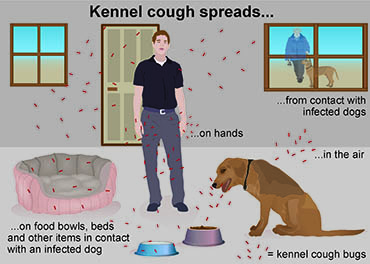 Illustration showing spread of kennel cough