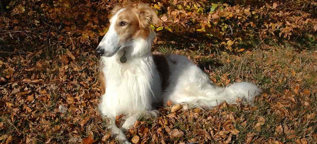 Borzoi relaxing on leaves