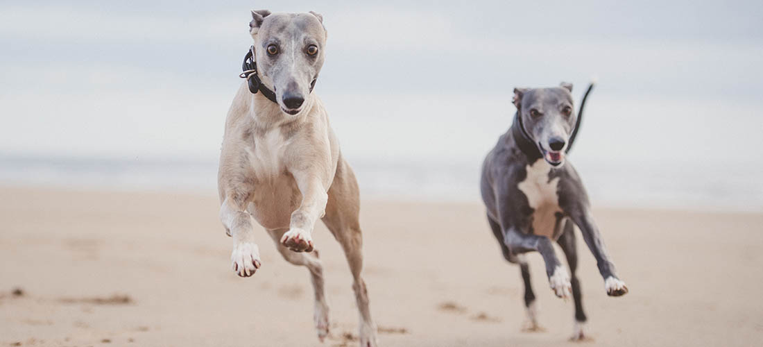 Two Whippets running across beach