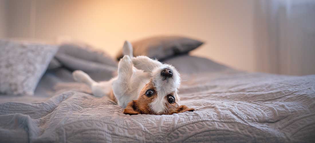 Jack Russell lying on a bed