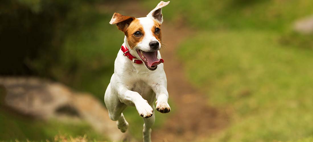 Jack Russell Terrier leaping