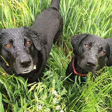Two dogs covered in grass seeds
