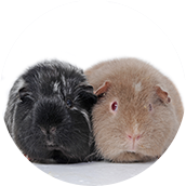 Guinea Pigs