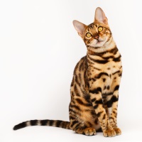 Bengal