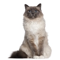 Birman