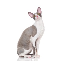 Cornish Rex